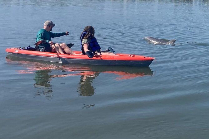dolphin-and-manatee-adventure-tour-of-osprey-with-florida-history-2