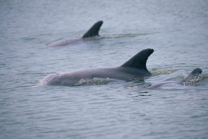 dolphin-and-manatee-clear-kayak-or-paddleboard-island-hop-tour