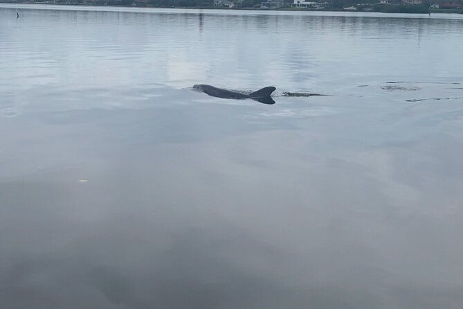 dolphin-and-manatee-tour-of-marco-island-by-kayak-or-sup