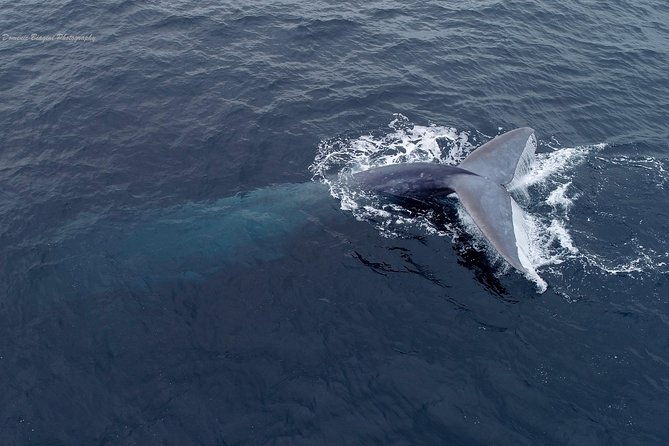 dolphin-and-whale-watching-sunset-cruise