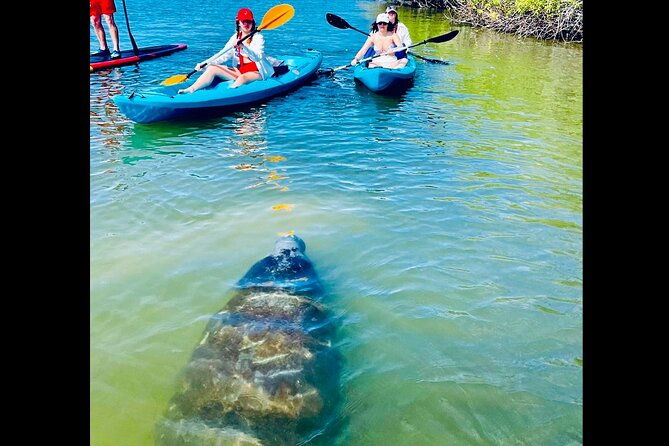dolphin-manatee-and-sea-turtle-kayak-adventure