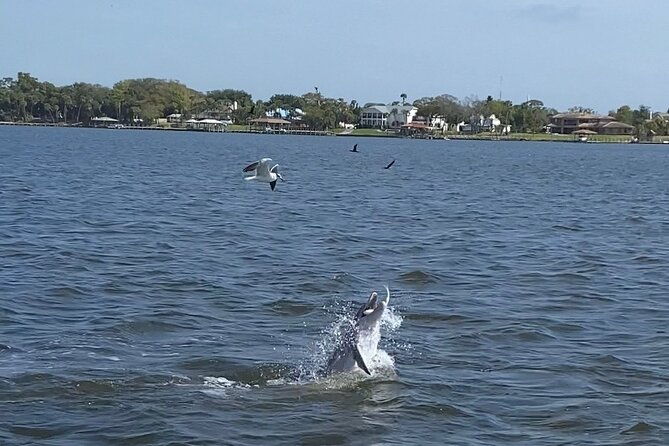 dolphin-manatee-pontoon-boat-tour-with-local-expert