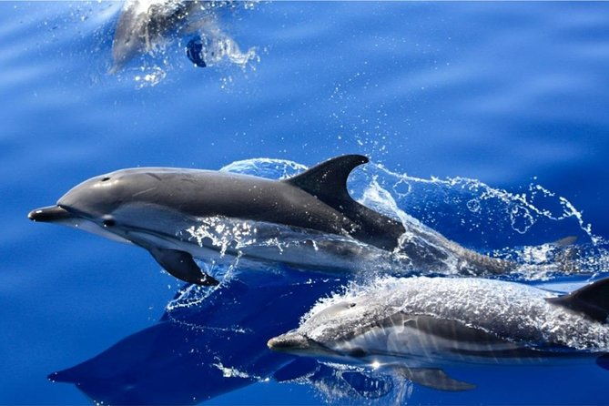 dolphin-mini-cruise-at-playa-del-carmen-2