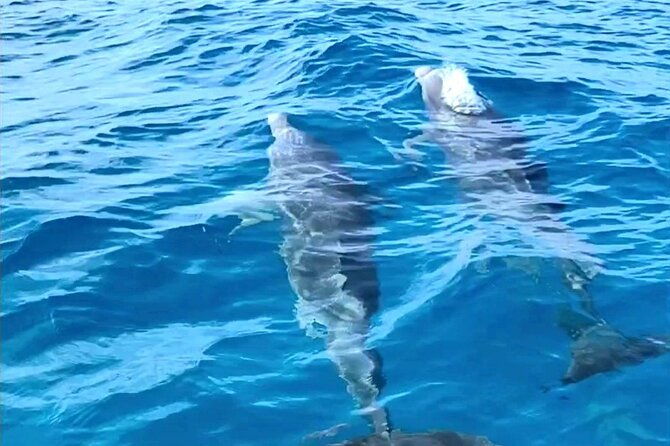 dolphin-museum-and-wild-dolphins-land-and-sea-adventure
