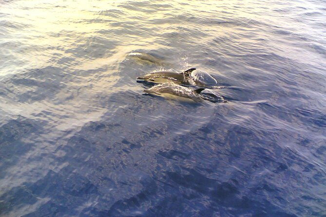 dolphin-safari-sao-rafael-caves-coastline