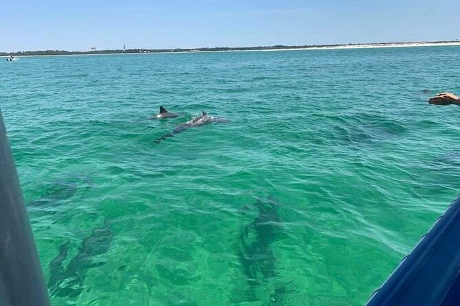 dolphin-sightseeing-cruise-beach-stop-seashell-hunting