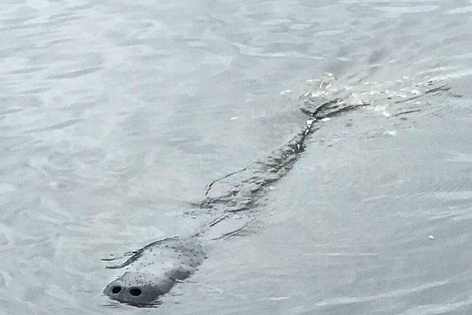 dolphin-tours-along-and-near-the-beautiful-indian-river-lagoon