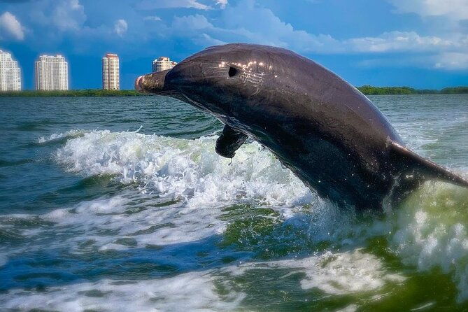 dolphin-tours-fort-myers-beach-naples