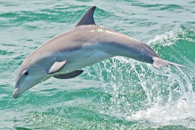 dolphin-watching-around-cape-may