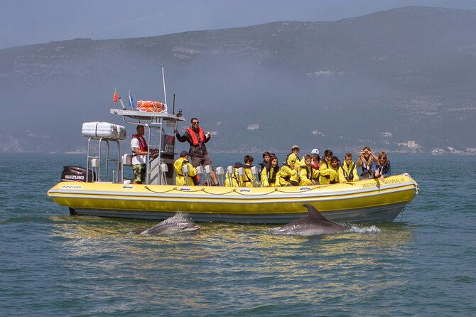 dolphin-watching-at-the-arrabida-lisbon-region