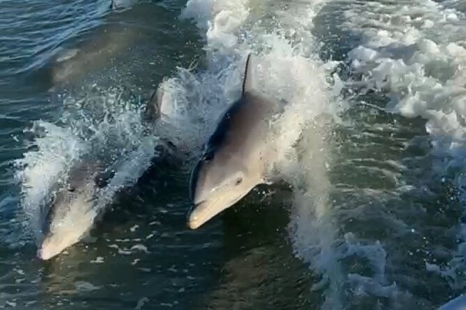 dolphin-watching-boat-tour-around-anna-maria-island