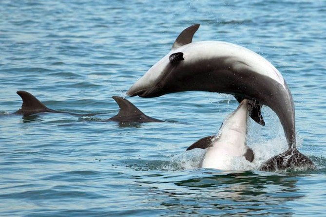 dolphin-watching-pula-boat