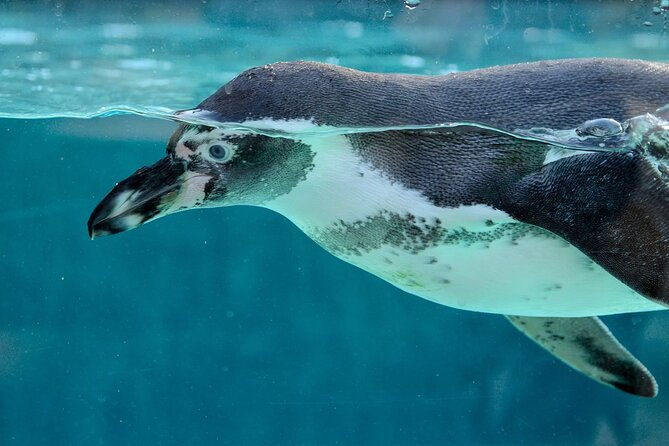 dolphin-watching-snorkeling-in-key-west-with-sunset-dinner-cruise-and-open-bar