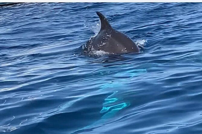 dolphin-watching-sup-tour-with-golfo-aranci-aperitif