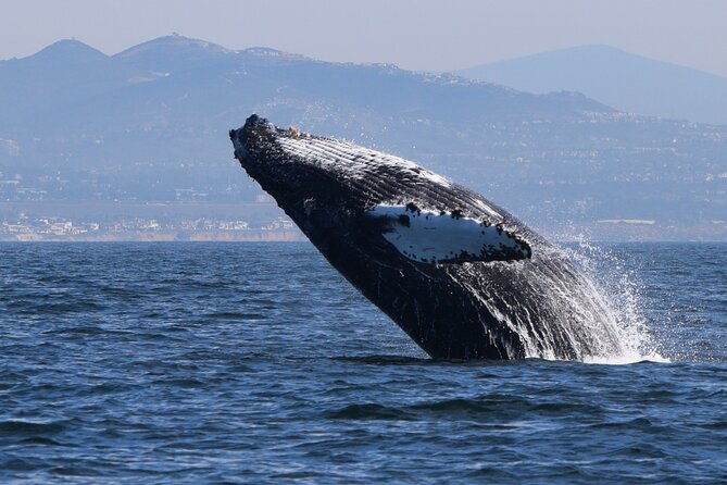 dolphin-whale-watching