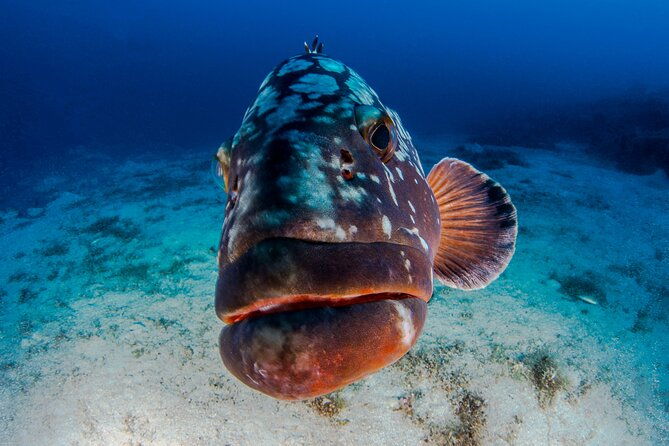 double-dive-elba-island