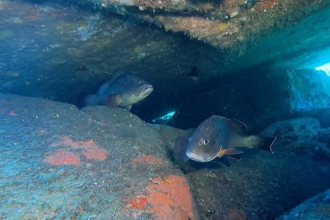 double-dive-in-the-capo-carbonara-marine-protected-area-for-patents