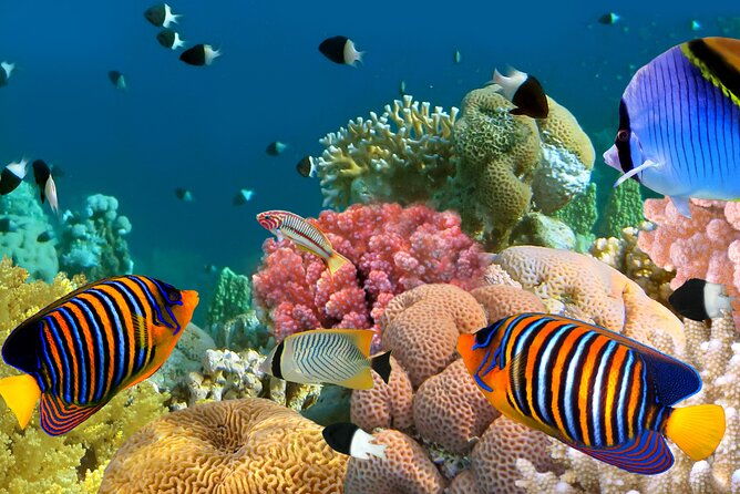 double-reef-snorkel-dolphin-bbq-2