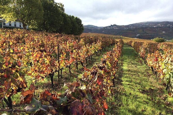 douro-luxury-walking-tour-with-full-lunch-at-quinta-da-pacheca-2