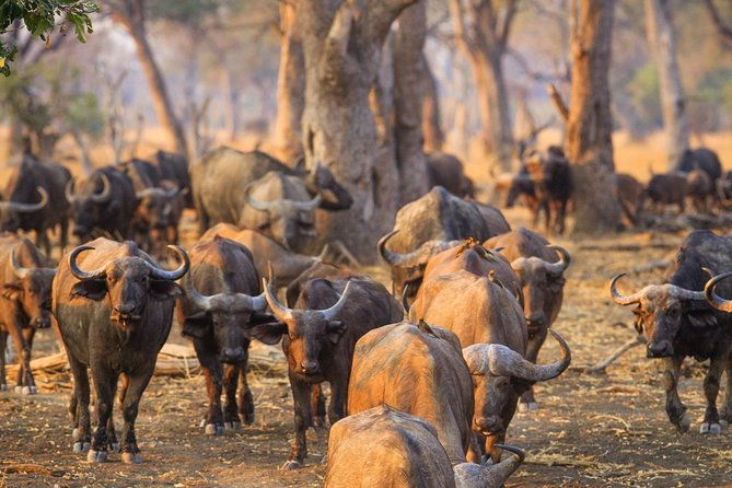 durban-big-5-luxury-safari-at-an-award-winning-game-reserve-zeiss-binoculars