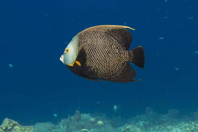 e-snorkeling-tour-in-bonaire-with-easy-sea-scooters