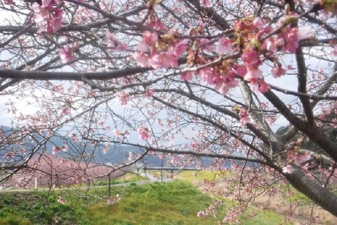 early-blooming-cherry-blossoms-fruit-picking-1day-tour