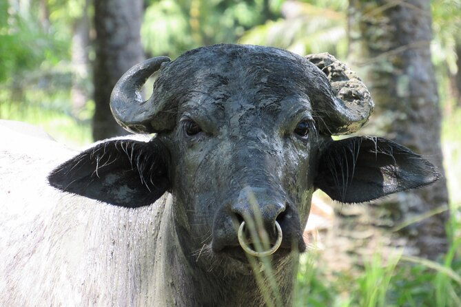 eco-farm-tour-water-buffalos