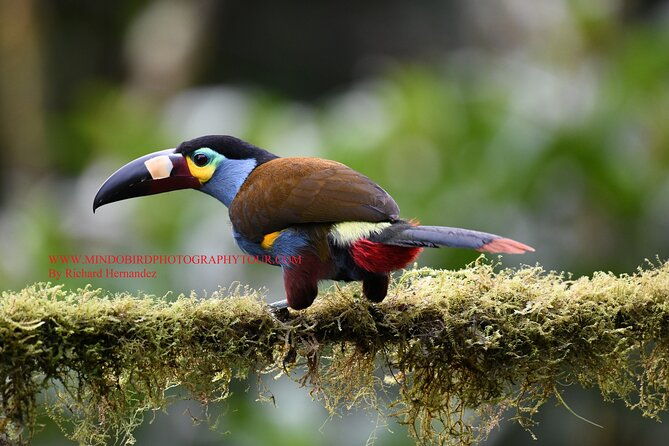ecuador-mindo-bird-photography-tours-with-richard-hernandez