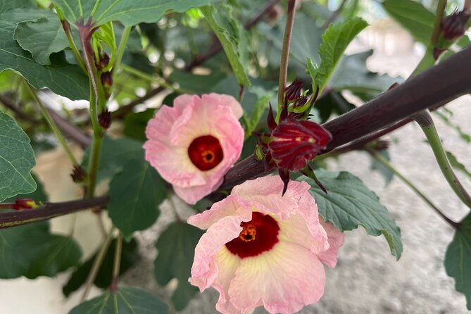 edible-hibiscus-guided-farm-tour-big-island-2