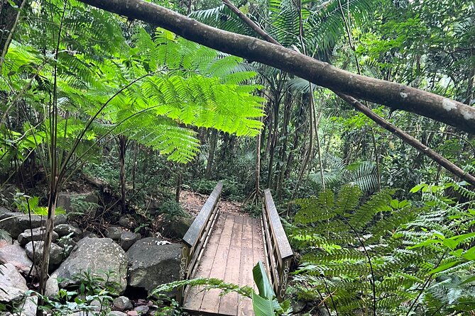 el-yunque-national-forest-guided-tour-with-transport