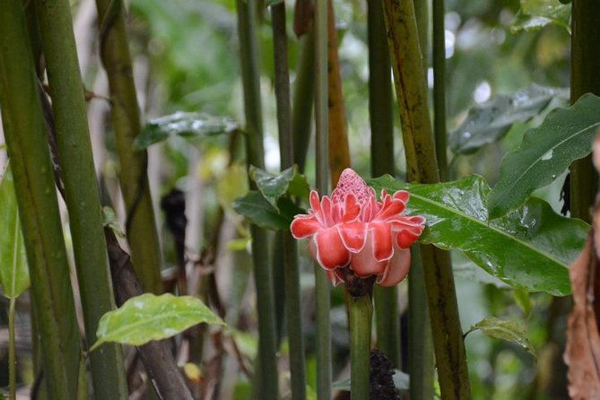 el-yunque-rainforest-and-waterfall-guided-tour