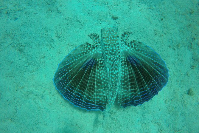 elegance-catamaran-turtles-swim-and-lunch-cruise