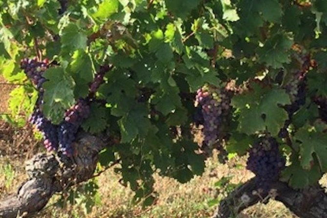english-speaking-loire-winery-tours-originating-from-chinon