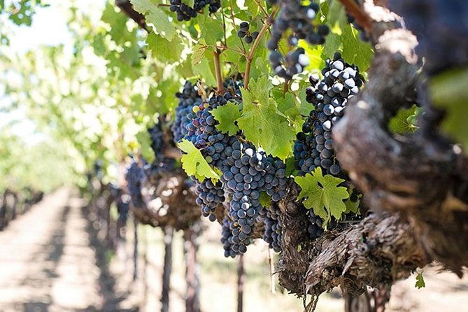 etna-trekking-and-wine-tasting