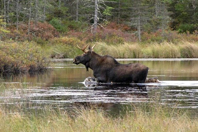 evening-wildlife-safari-stockholm