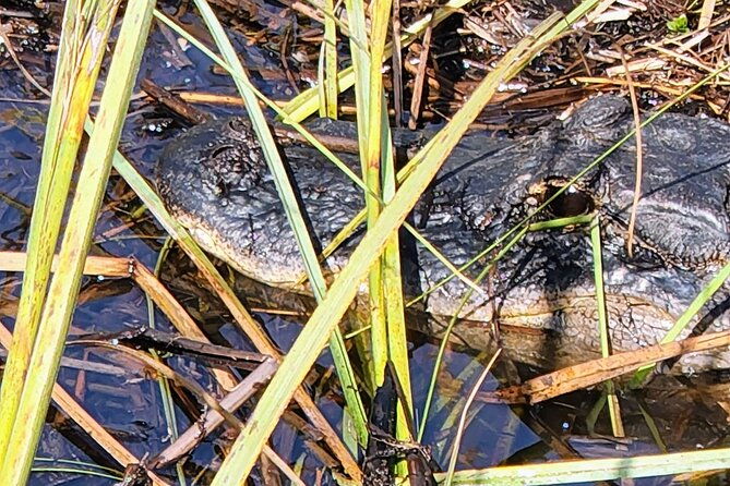 everglades-national-park-naturalist-led-hike-2-boat-trips-more