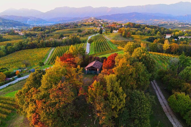 exclusive-tour-of-the-vineyards-with-visit-to-the-cellar-2
