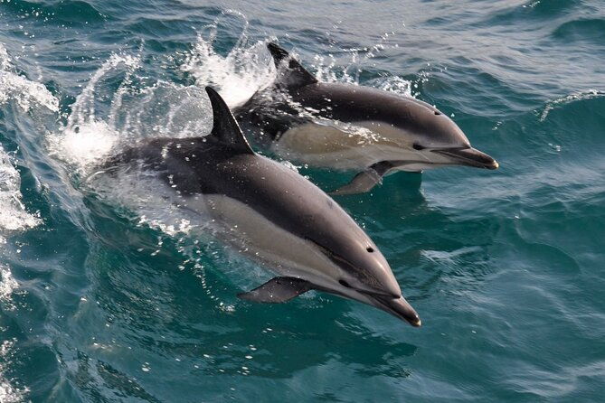 excursion-to-gibraltar-with-dolphin-watching-from-malaga