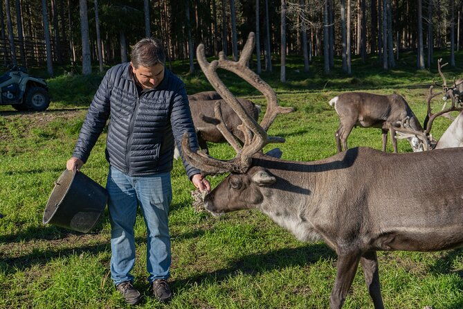 experience-reindeer-farm-and-ranua-wildlife-park-in-rovaniemi