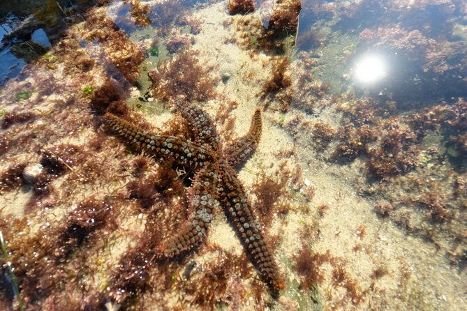 explore-san-diego-tide-pools-with-a-marine-biologist