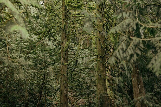 explore-snoqualmie-waterfalls-and-an-ancient-forest