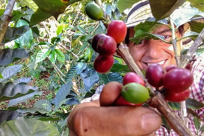 explore-the-coffee-process_from-tree-to-cup-fun-by-jeep