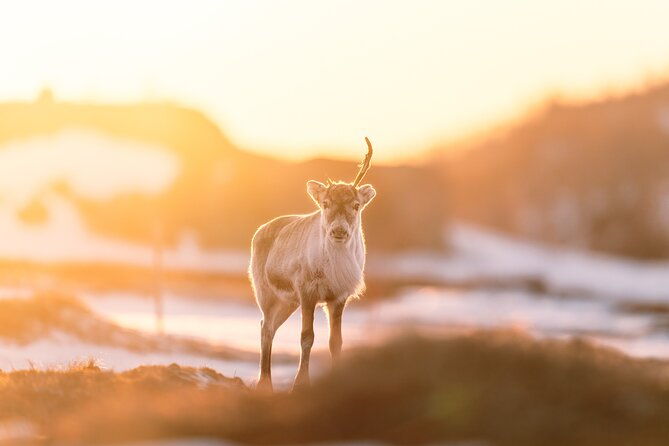 explore-the-norwegian-fjords-and-the-wildlife-from-abisko