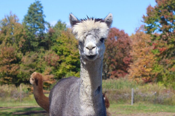 farm-tour-at-clover-brooke-llama-alpaca-goat-farm