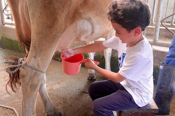 finca-el-paraiso-farm-cheese-tour-in-monteverde