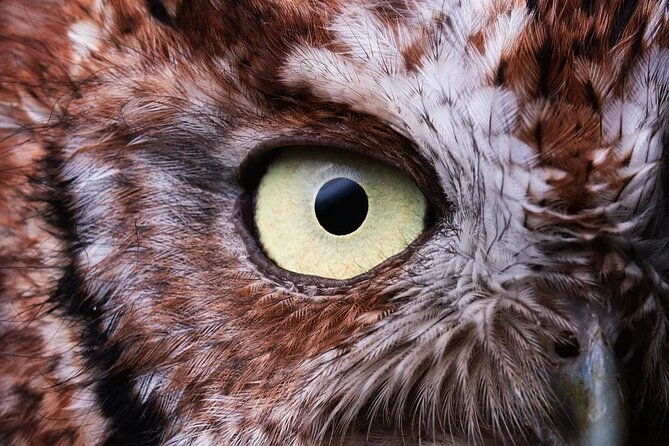 first-steps-into-birding-in-monteverde