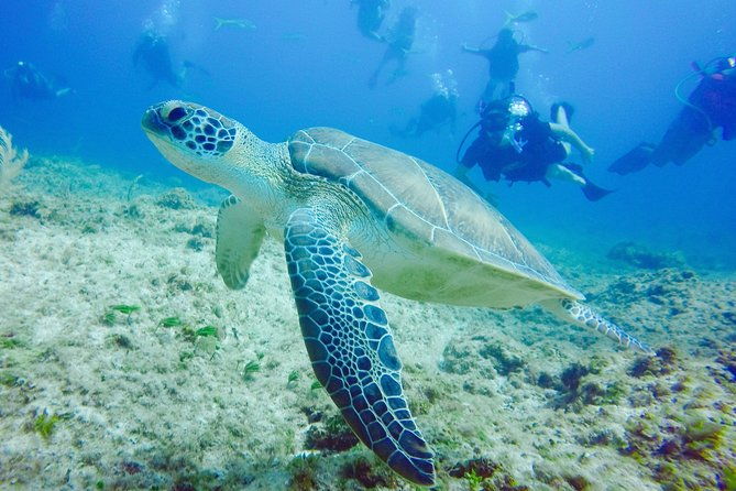 first-time-scuba-diving-experience-in-punta-cana