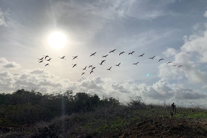 flamingo-mangrove-trip-with-local-guide