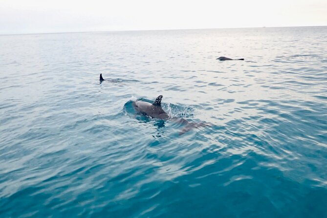 florida-keys-backcountry-eco-tour-from-big-pine-key