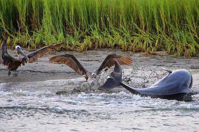 folly-beach-dolphin-viewing-boat-excursion-and-estuary-tour